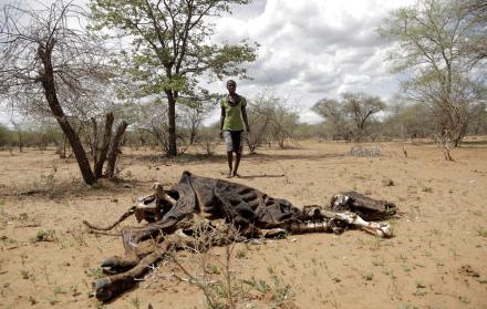 Restos de vaca fallecida en Zimbabue