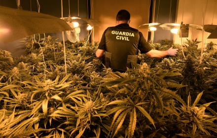Nuevos riesgos de seguridad en Europa por la colaboración entre narcos del cannabis
