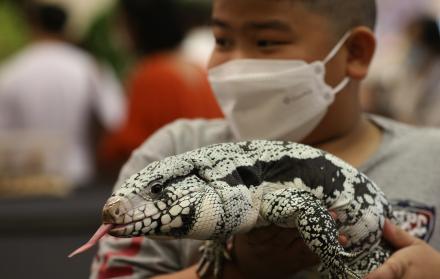 Bangkok prohíbe la importación de iguanas para combatir la 