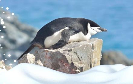 El equipo de Libourel, además de científicos del Instituto de Investigación Polar de Corea, estudiaron el comportamiento del sueño de una colonia de pingüinos barbijo