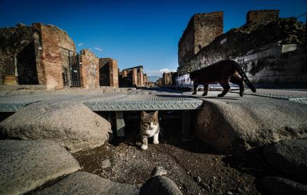 En la imagen de archivo, gatos recorren las ruinas del yacimiento arqueológico de Pompeya, en Italia.