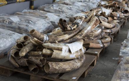 Una operación de Interpol incauta más de 2.000 animales en peligro de extinción