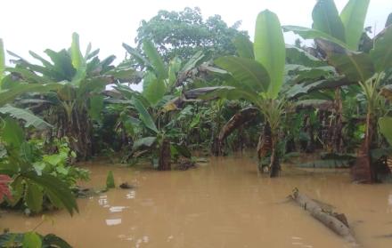 daño a plantaciones por desbordamiento de río