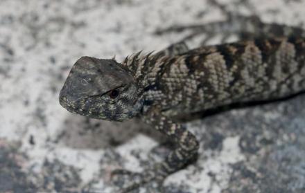 La nueva especie de iguana, 'Calotes wangi', descubierta en China.