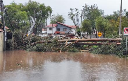 Árbol cae debido a fuertes lluvias en Cuenca