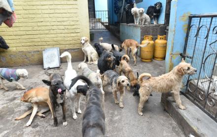 Animales rescatados Quito