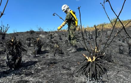 Los incendios forestales han arrasado 7.401 hectáreas en Colombia desde noviembre