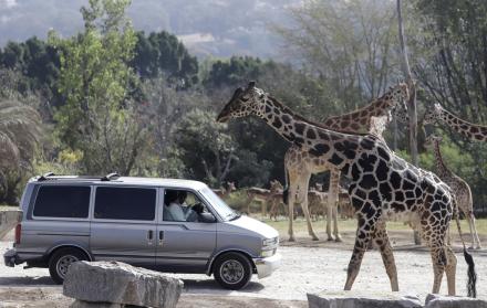 La jirafa Benito (i) se integra hoy a su nueva manada en el zoológico Africam Safari, en el estado de Puebla (México).