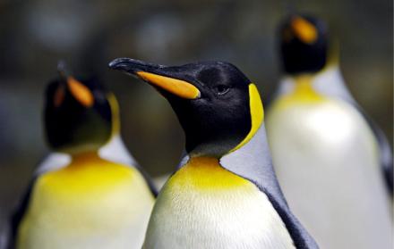 Pingüinos