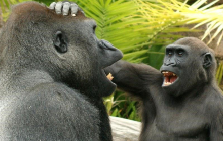 Dos gorilas jugando.