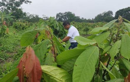 productores cacao