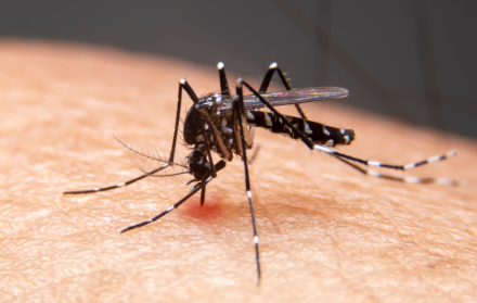 El zancudo que transmite el dengue se suele diferenciar por tener sus patas blancas.
