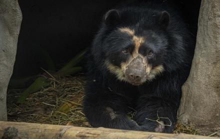 Fotografía cedida este miércoles por el Zoológico de Guallabamba que muestra a Tupak, un ejemplar adulto de oso andino (tremarctos ornatus), especie en peligro de extinción, en Quito (Ecuador).
