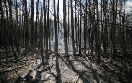Cerca de 150 incendios forestales siguen activos en el oeste de Canadá en pleno invierno