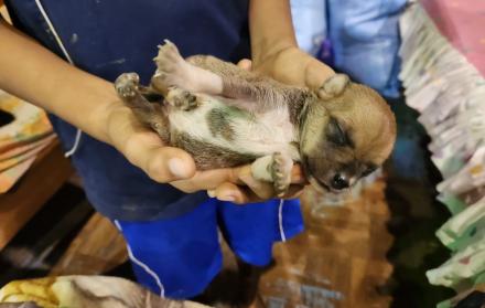 Bolivia - rescate de animales