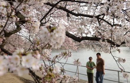 Los famosos cerezos de Washington florecerán al máximo entre el 23 y el 26 de marzo