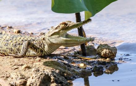Tailandia ve un aumento de amenazados cocodrilos siameses en su mayor lago de agua dulce