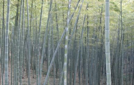 Bambú - plantas