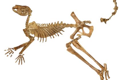 Esqueleto fósil casi completo del extinto canguro gigante Protemnodon viator del lago Callabonna, al que sólo le faltan algunos huesos de la mano, el pie y la cola.