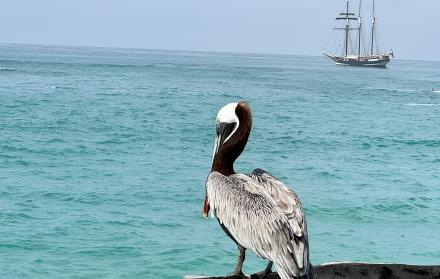 El barco neerlandés Oosterschelde, símbolo del proyecto Darwin200, está en Galápagos para desarrollar investigaciones sobre algunas especies.