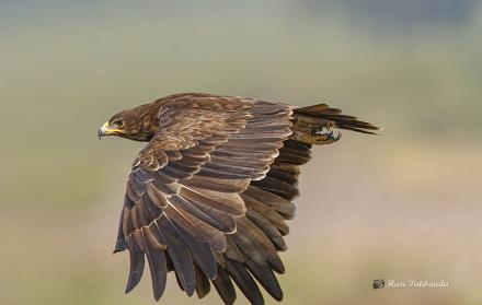 La guerra de Ucrania / aguila