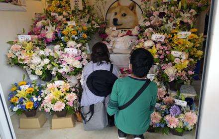 Decenas de personas se despiden con flores de Kabosu, la perra shiba inu que inspiró el meme Doge.