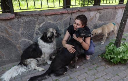 Turquía perros