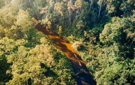 Jaguares, un símbolo de la conservación llevada a cabo en la Amazonía de Ecuador