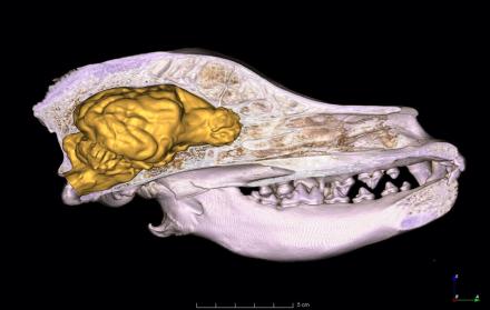 La domesticación no es la única razón por la que el cerebro de los perros sea más pequeño