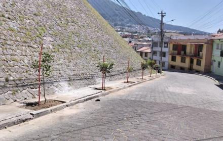 nuevo arbolado en Quito