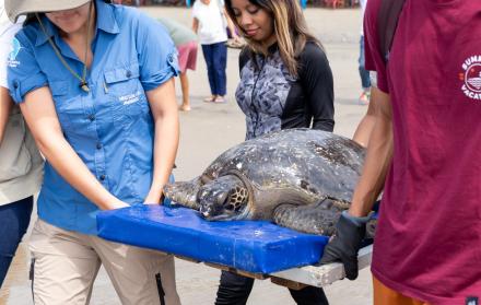 Nirsa Picnic Day y Ecodata. Rescate de tortugas marinas