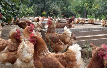 gallinas