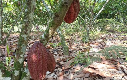 cacao+precio+Ecuador