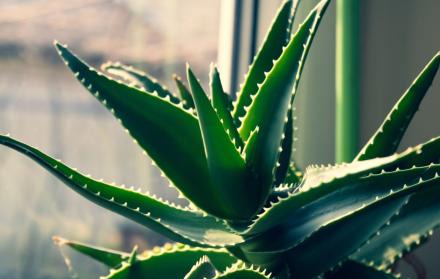 Aloe Vera