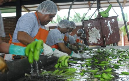 Rusia+banano+exportación