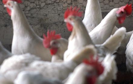 Crecer en contacto aves