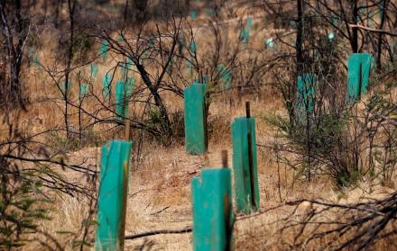 nuevos árboles resistentes al fuego Chile