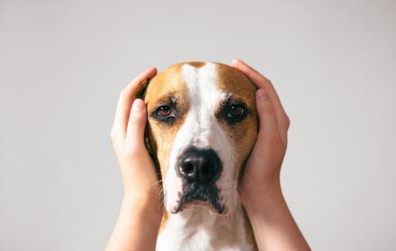 perro estresado