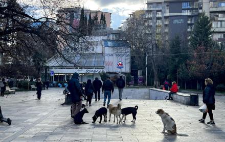 Mundo, Georgia, Tiflis, una urbe amable con sus perros callejeros