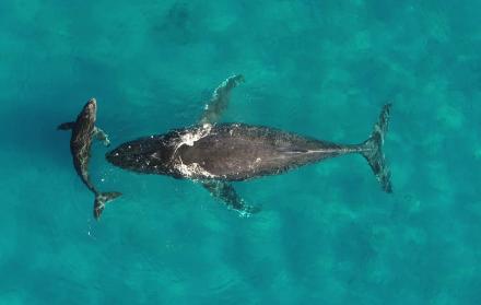 La orina de las ballenas