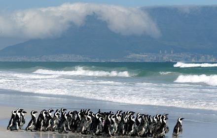 La microbiota de los pinguinos