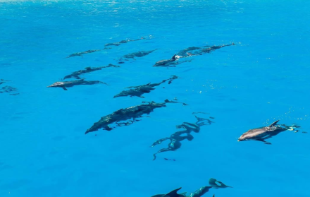 Una familia de delfines fue avistada en Galápagos.