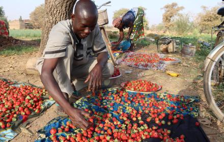 El agricultor Noufou Ouédraogo en su huerto de fresas en la capital de Burkina Faso, Uagadugú.