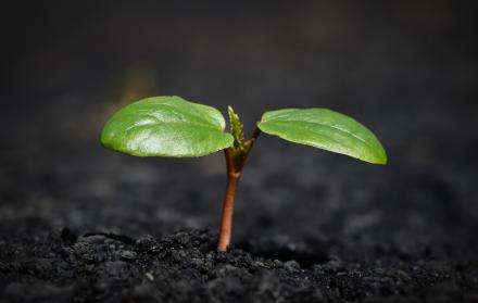 Día de la Tierra planta vegetación fauna siembra ecología ambiente Pixabay