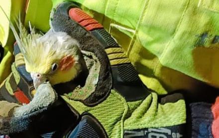 El rescate del lorito Cristian en Carapungo, norte de Quito, enterneció a los usuarios de redes sociales.