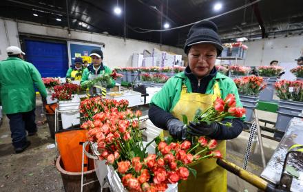 Personas trabajan seleccionando flores en el cultivo Esmeralda Farms, el 29 de abril de 2025 en el sector del Quinche (Ecuador).