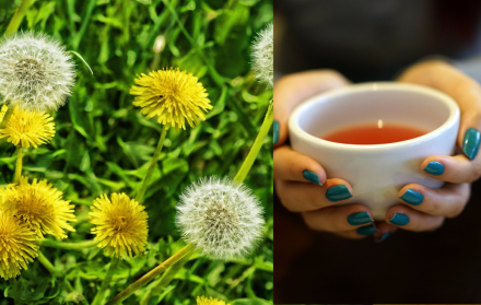 Diente de león: aliado natural para la salud