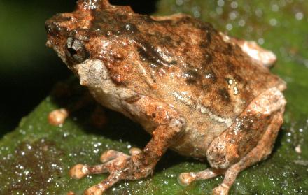ranas