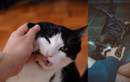 Cada gato es único, y dedicar tiempo a conocer sus preferencias y límites es la clave para una relación armoniosa