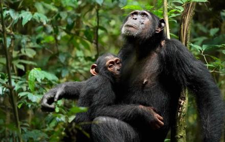chimpancé